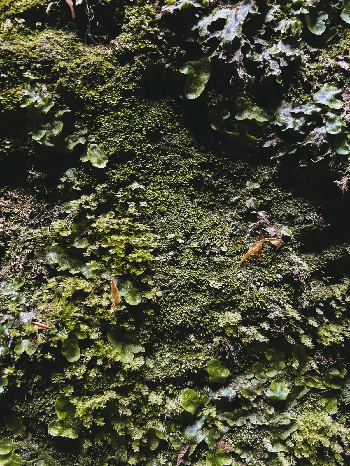 Moss on wet stone